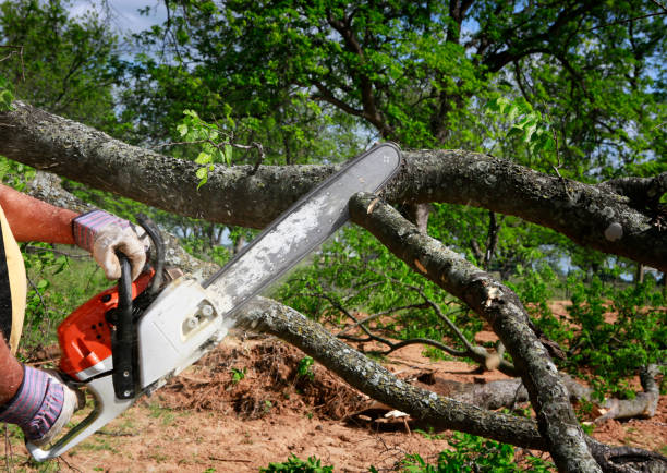 Best Stump Grinding Near Me  in Graton, CA